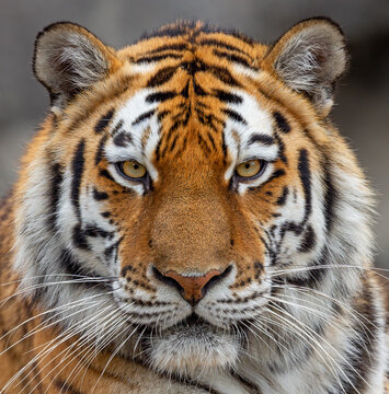 Frontal Close up view of a Siberian tiger (Panthera tigris altaica)