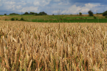 Large grain field in summer