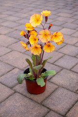 Small flower pot with soft tall yellow primula flowers (seedling) with vivid orange or yellow centers standing on the stone pavement (terrace) in the spring garden