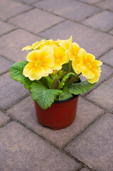 Small flower pot with soft (lemon) yellow primula flowers (seedling) with vivid orange or yellow centers standing on the stone pavement (terrace) in the spring garden