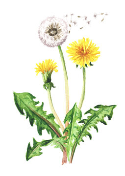 Wild medical plant dandelion flower. Watercolor hand drawn illustration isolated on white background
