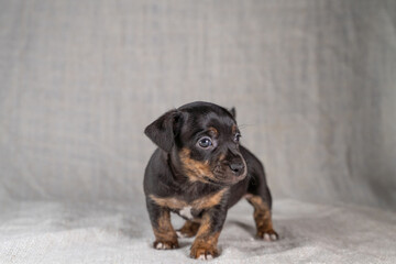 Brown and black brindle Jack Russell Terrier dog puppy. Looks insecure, dog front view. Cream colored background