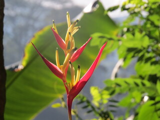 Wild flower in the garden