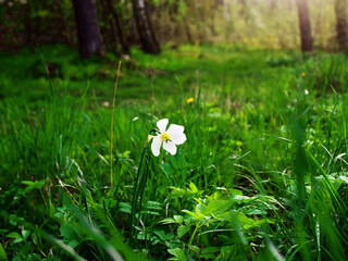 wild daffodil among the grass of spring