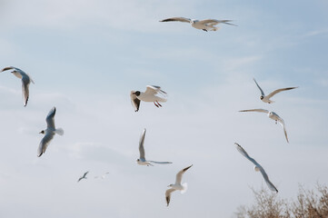 Many large, beautiful white sea gulls fly against the blue sky, soaring above the clouds and the ocean, spreading their long wings in the daytime. Spring photography of a bird.