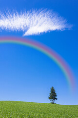Obraz na płótnie Canvas 丘の町・美瑛の一本の木と虹