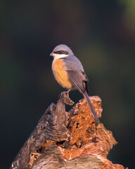 Grey-backed Shrike
