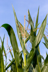 Corn in the field