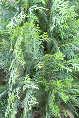 Young decorative Thuja tree close up view with selective focus