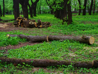 sawed old trees in the park in spring