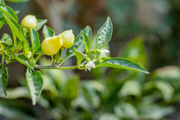A branch of organic yellow Chili plant with flowers and leaves in the garden