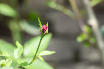 Close up look of a red Rose buds inside of a home garden