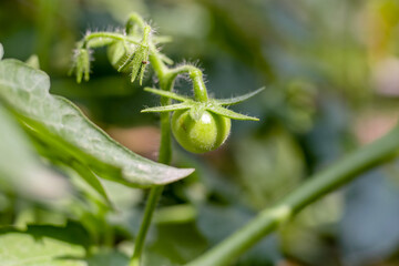 Growing green tomatoes inside of a agriculture farm