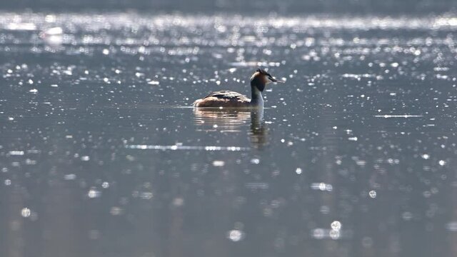 Great crested grebe bird (Podiceps cristatus) swims in beautiful shining water in a lake in strong morning light.