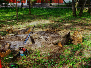 sawed old trees in the park in spring
