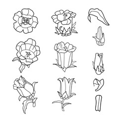 set of flower campanula