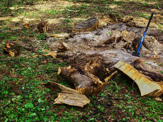 sawed old trees in the park in spring
