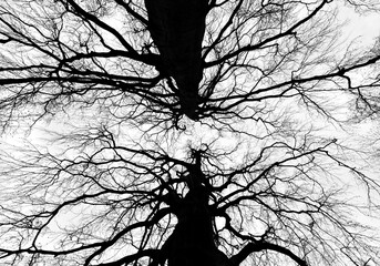 Buche Blutbuche Fagus sylvatica f. purpurea Purpurbuche Baum Bäume Paar zwei Stämme Kontrast schwarz weiß Graustufen Äste Baumkronen Symmetrie Froschperspektive hoch groß Denkmal Iserlohn Sinnbild 