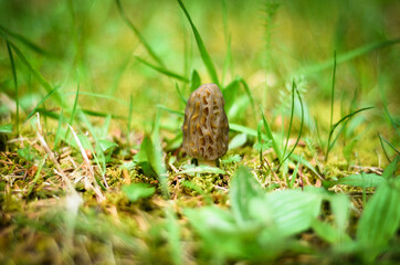 brown mushroom in the grass