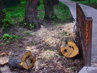 sawed old trees in the park in spring