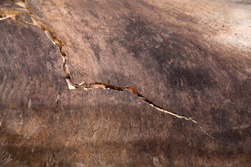 crack in the trunk of a fallen tree