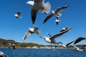 飛び交うカモメ