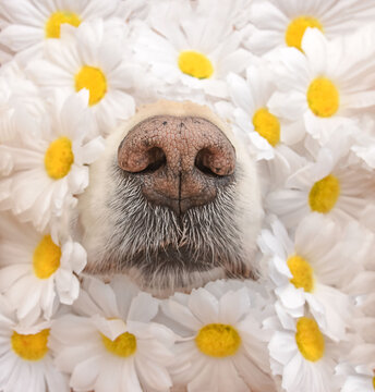 Blumennase
