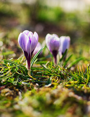 Little first spring flowers in the open air