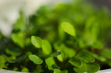 Little green sprouts appeared from the ground