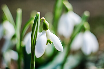 Fototapeta premium Little first spring flowers of snowdrops bloom outdoors in the spring