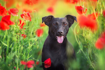 Black dog portrait close up in poppy field