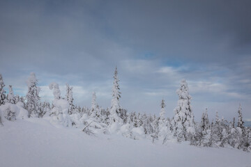 Obraz premium Typical landscapes of Swedish Lapland in winter. Beautiful snow covered trees with lots of snow.