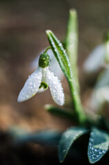 Little first spring flowers of snowdrops bloom outdoors in the spring