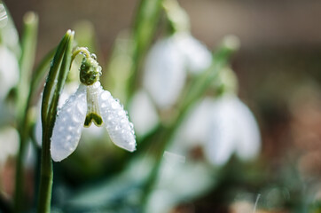 Little first spring flowers of snowdrops bloom outdoors in the spring