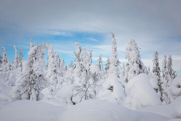 Typical landscapes of Swedish Lapland in winter. Beautiful snow covered trees with lots of snow.