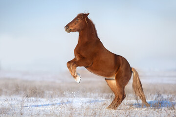 Red horse rearing up in snow