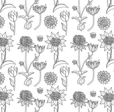 Astrantia Seamless linear flower pattern. Black and white illustration