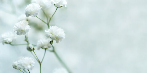White flowers of the gypsophila. Gentle spring background. Soft focus.