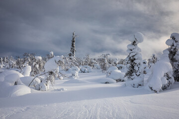 Typical landscapes of Swedish Lapland in winter. Beautiful snow covered trees with lots of snow.