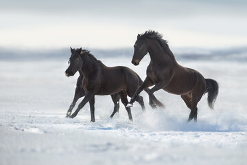 Obraz na płótnie Canvas Horse herd run gallop in winter field