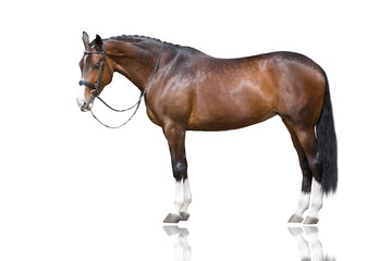 Bay horse standing isolated on white background - Powered by Adobe