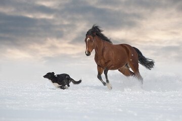 Bay horse play with dog in snow winter field