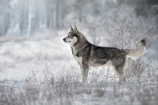 Husky dog standing  in winter snow forest