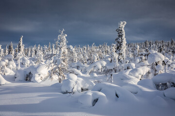 Fototapeta na wymiar Typical landscapes of Swedish Lapland in winter. Beautiful snow covered trees with lots of snow.