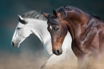 Fototapeta na wymiar Two horse with long mane in motion against dark background