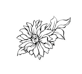 Daisy flower handdrawn ink illustration isolated