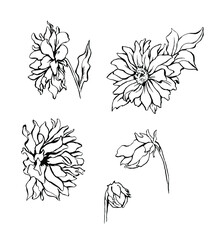 Set of isolated handdrawn daisy flowers