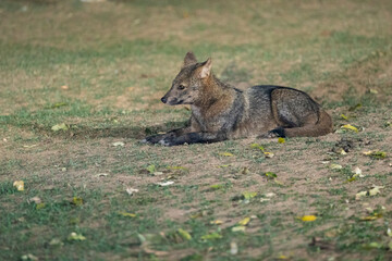 The Crab-eating fox (Cerdocyon thous)