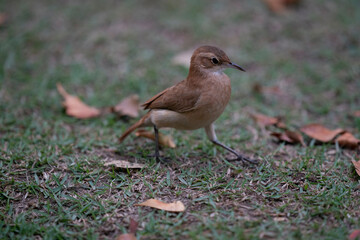 The Rufous hornero (Furnarius rufus)