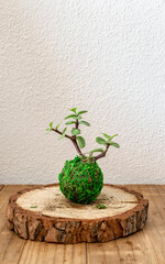 Kokedama of a succulent plant called portulacaria afra also known as Jade Dwarf or Plant of plenty.